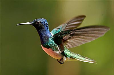 colibri.jpg