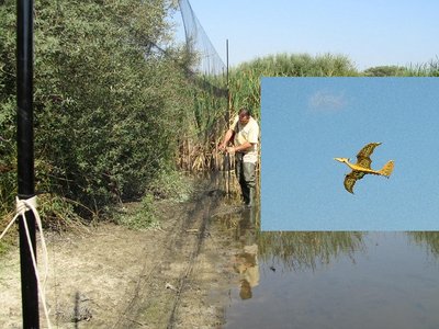 red de anillamiento.jpg