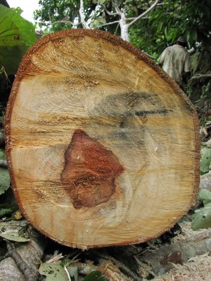 Ochroma pyramidale_LG_SINCHI.jpeg