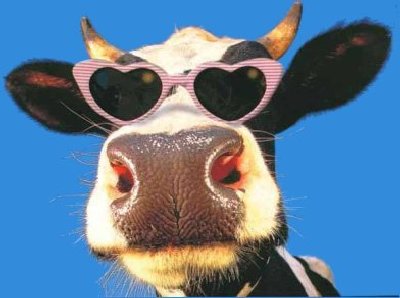 vaca_gafas.jpg