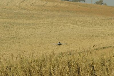 Resize of IMGP1515.jpg